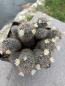 Preview: Mammillaria pubicspina